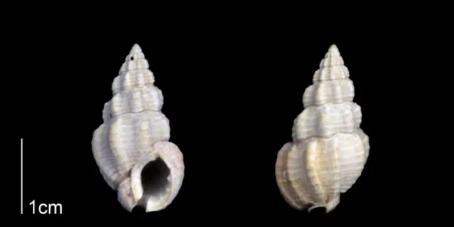 Nassarius locklini from the Late Pliocene Tamiami Fm. (Pinecrest Beds) of Sarasota County, Florida (PRI 70257).