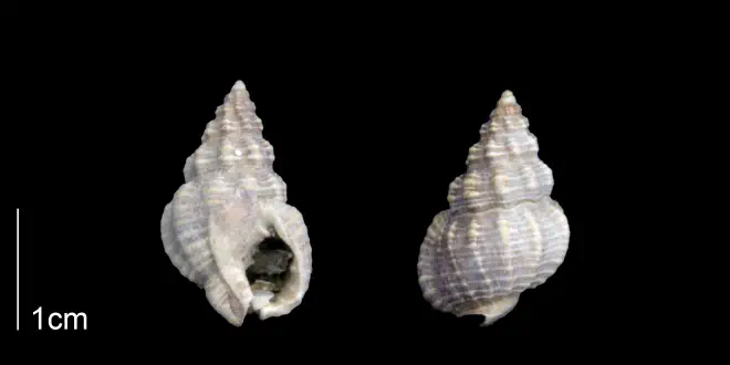 Nassarius locklini from the Late Pliocene Tamiami Fm. (Pinecrest Beds) of Sarasota County, Florida (PRI 70283).
