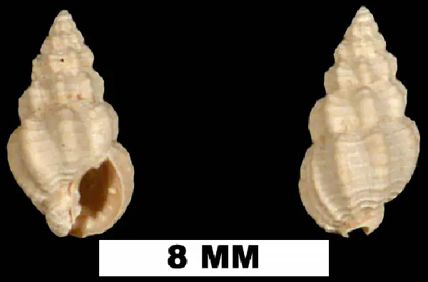 Nassarius locklini