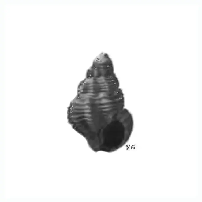 Specimen of Nassarius nanna figured by Gardner (1944, pl. 51, fig. 10); 5.2 mm in length.