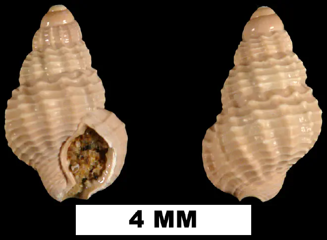 Nassarius nanna from the Middle Miocene Shoal River Formation of Walton Count, Florida (UF 68071).