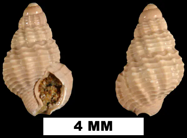 Nassarius nanna