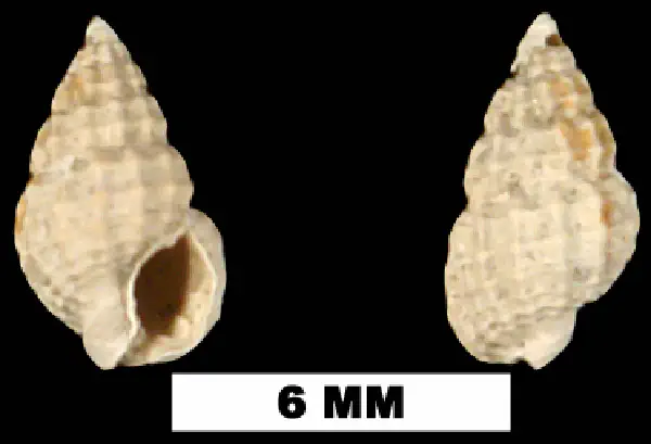 Nassarius quadridentatus