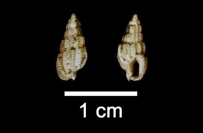 Nassarius quadrulatus from the Late Pliocene Yorktown Fm. of Isle of Wight County, Virginia (SDSM 112576).