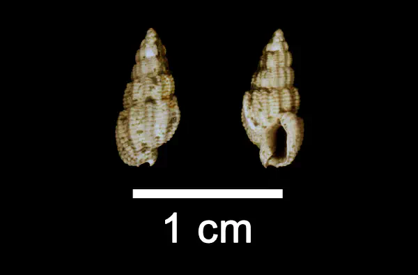 Nassarius quadrulatus