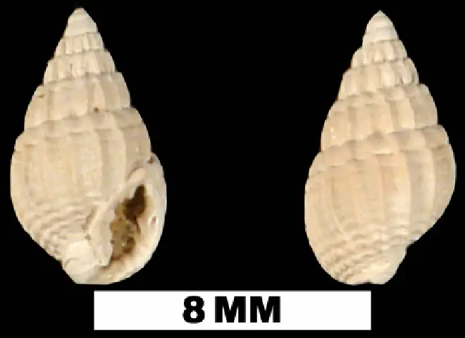 Nassarius waltonensis from the Middle Miocene Shoal River Formation of Walton County, Florida (UF 89757).
