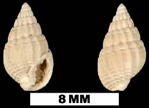 Nassarius waltonensis