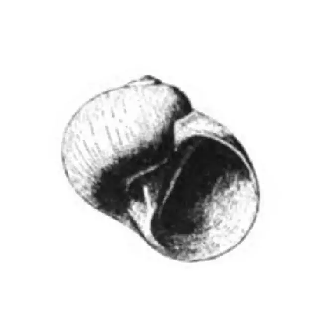 Specimen of Natica alticallosa figured by Dall (1892, pl. 22, fig. 28); 18.0 mm in length.