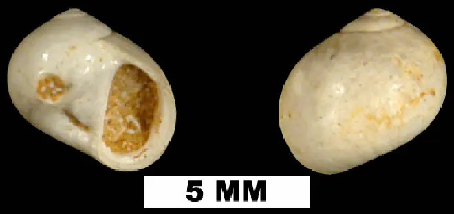 Natica alticallosa from the Early Miocene Chipola Fm. of Calhoun County, Florida (UF 72324).