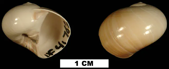 Natica chipolanus from the Early Miocene Chipola Fm. of Calhoun County, Florida (UF 41762).