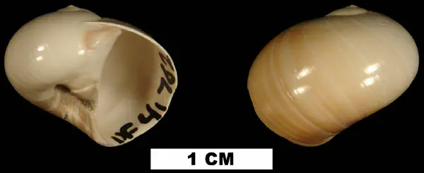 Natica chipolanus