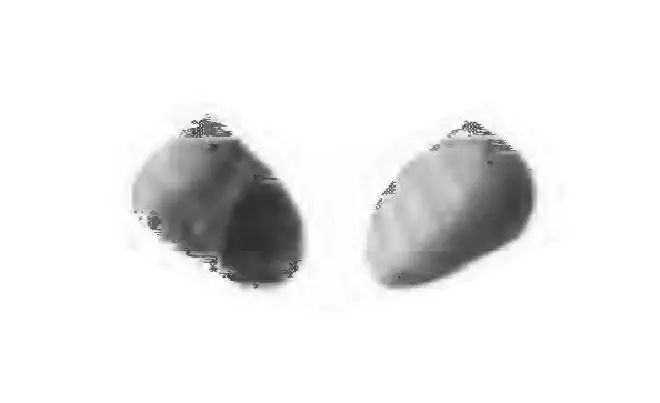 Specimen of Natica platabasis figured by Gardner (1947, pl. 59, fig. 23 and 24); 12.5 mm in length.