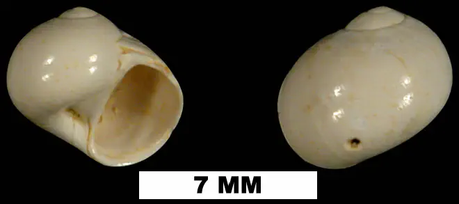 Natica platabasis from the Early Miocene Chipola Fm. of Calhoun County, Florida (UF 13167).