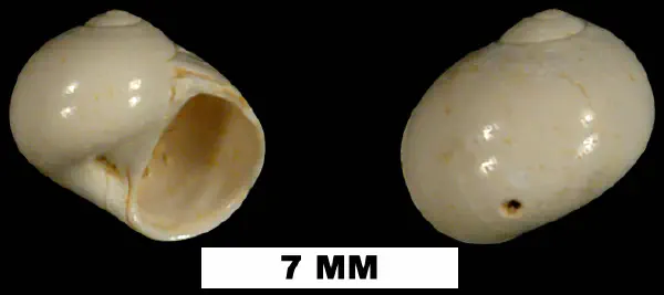 Natica platabasis
