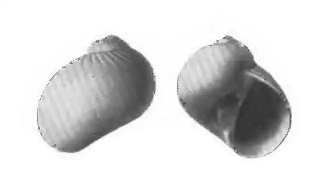 Specimen of Natica precursor figured by Gardner (1947, pl. 59, fig. 1 and 2); 11.5 mm in length.