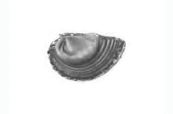 Specimen of Natica precursor figured by Gardner (1947, pl. 59, fig. 6); x3.