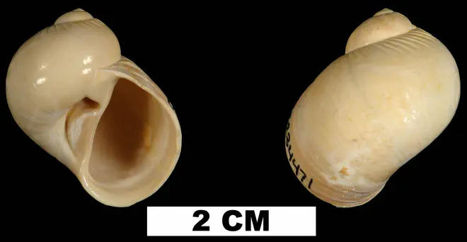Natica precursor from the Early Miocene Chipola Fm. of Calhoun County, Florida (UF 234471).