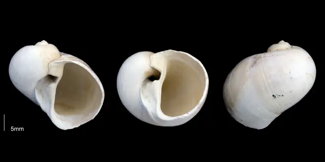 Naticarius plicatella from the Late Pliocene Tamiami Fm. (Pinecrest Beds) of Sarasota County, Florida (PRI 69688).