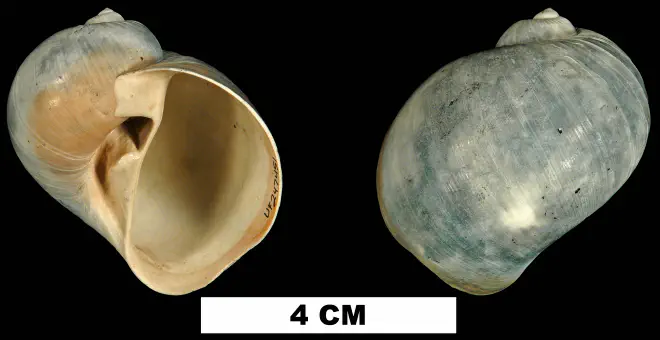 Naticarius plicatella from the Late Pliocene Tamiami Fm. (Pinecrest Beds) of Sarasota County, Florida (UF 247451).