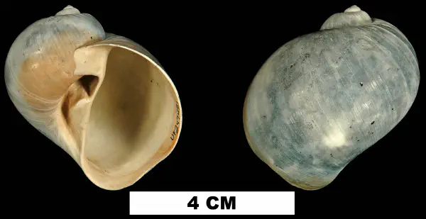 Naticarius plicatella