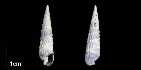Neoterebra dislocata