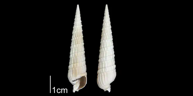 Terebra dislocata from the Plio-Pleistocene Nashua Fm. of Putnam County, Florida (PRI 70652).