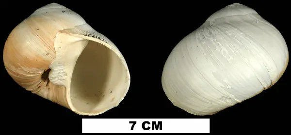 Neverita duplicata