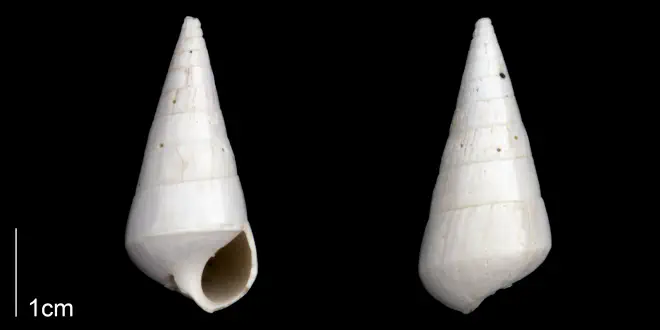 Niso willcoxiana from the Late Pliocene Tamiami Fm. (Pinecrest Beds) of Sarasota County, Florida (PRI 70278).