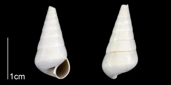 Niso willcoxiana