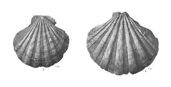 Specimen of Nodipecten collierensis figured by Mansfield (1932, pl. 16, fig. 3 and 5); 104 and 142 mm, respectively.