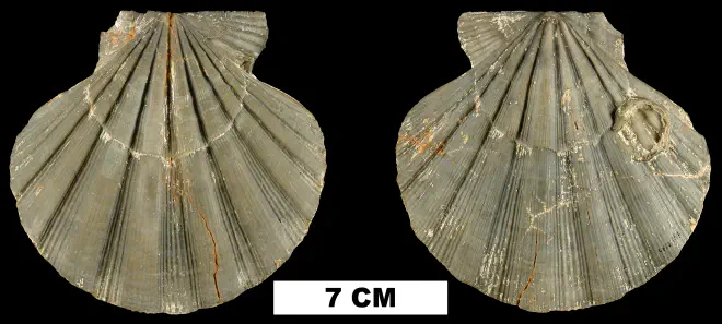 Nodipecten collierensis from the Late Pliocene Tamiami Fm. (Ochopee Limestone) of Collier County, Florida (UF 221889).