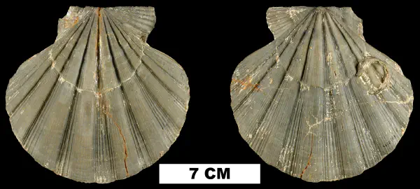 Nodipecten collierensis