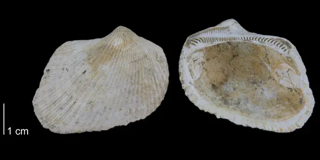 Noetia limula from the Early Pleistocene Waccamaw Fm. of Brunswick County, North Carolina (PRI 70472).