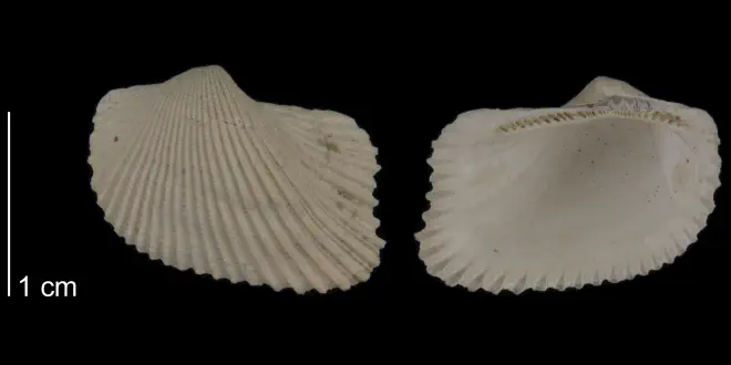 Noetia limula from the Early Pleistocene Waccamaw Fm. of Brunswick County, North Carolina (PRI 70502).