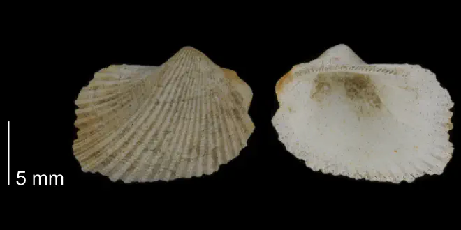 Noetia limula from the Early Pleistocene Waccamaw Fm. of Brunswick County, North Carolina (PRI 70508).