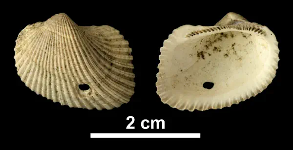 Noetia limula