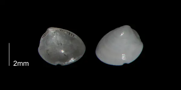 Nucula proxima