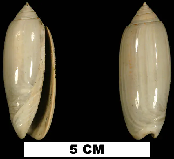 Oliva carolinensis