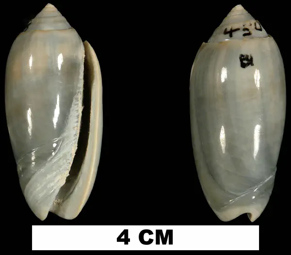 Oliva edwardsi