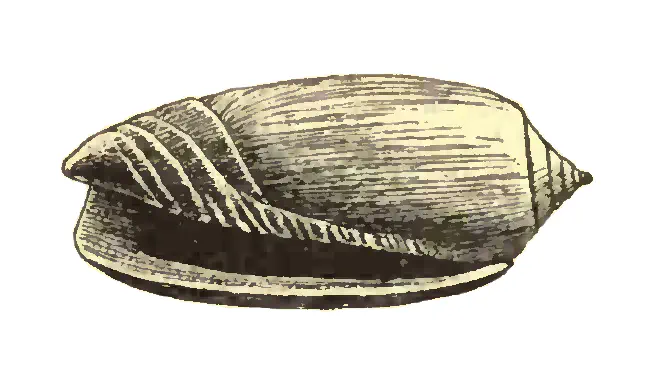Specimen of Oliva liodes figured by Dall (1903, pl. 58, fig. 1); 27.0 mm in length.