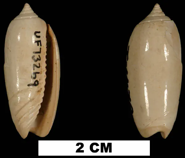 Oliva liodes