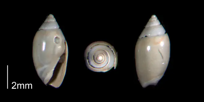 Olivella mutica from the Early Pleistocene Waccamaw Fm. of Brunswick County, North Carolina (PRI 70403).