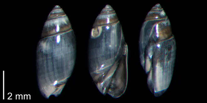 Olivella mutica from the Early Pleistocene James City Fm. of Beaufort County, North Carolina (PRI 70496).