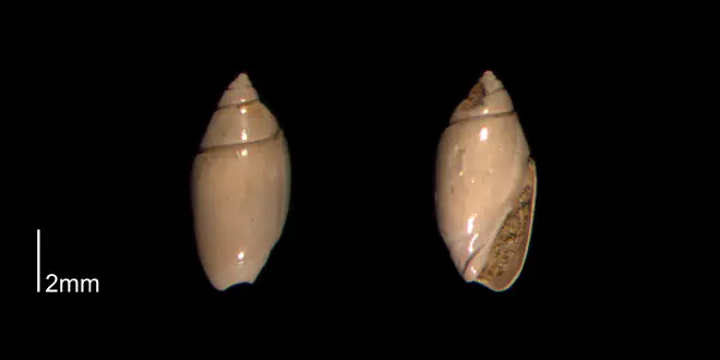 Olivella mutica from the Early Pleistocene James City Fm. of Beaufort County, North Carolina (PRI 70501-1).