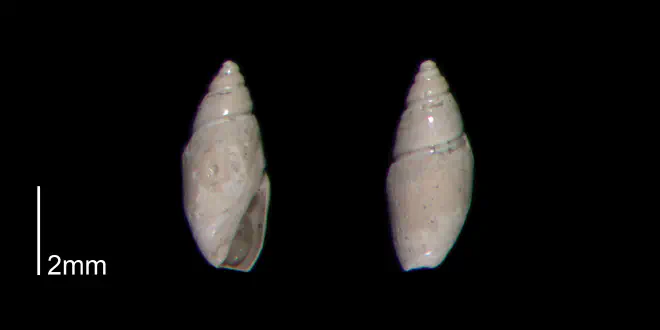 Olivella mutica from the Early Pleistocene James City Fm. of Beaufort County, North Carolina (PRI 70501-2).