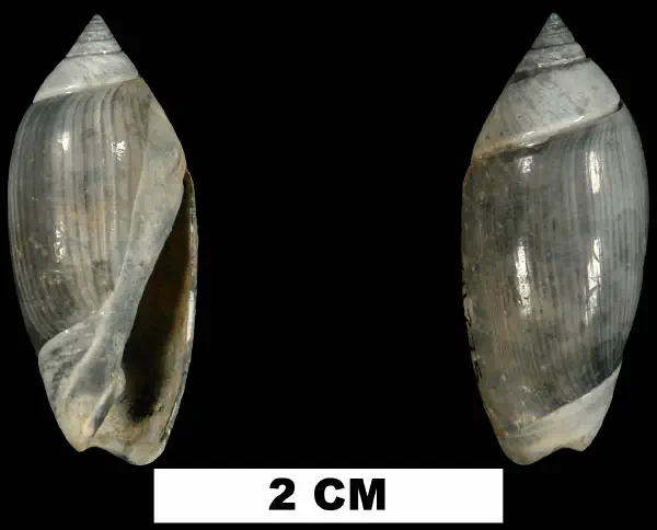 Olivella tamiamiensis