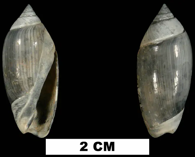 Olivella tamiamiensis from the Tamiami Fm. (Pinecrest Beds) of Sarasota County, Florida (UF 211275).