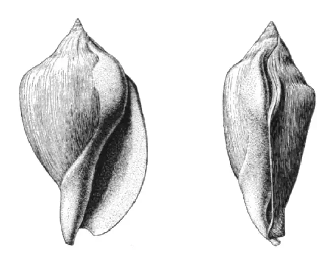 Specimen of adolescent Orthaulax gabbi figured by Dall (1890, pl. 12, fig. 5a, 5b); 68.0 mm in length.