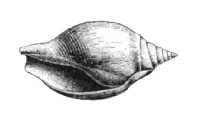 Specimen of young Orthaulax gabbi figured by Dall (1890, pl. 12, fig. 5); 37.0 mm in length.
