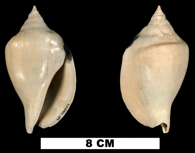 Orthaulax gabbi from the Early Miocene Chipola Fm. of Calhoun County, Florida. (UF 99037).